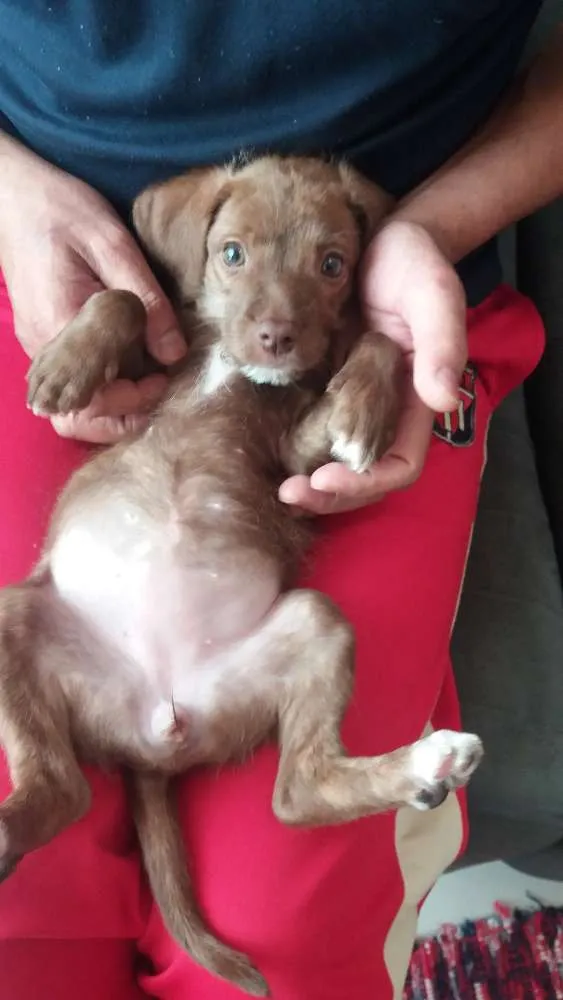 Cachorro ra a Srd idade 2 a 6 meses nome Mel