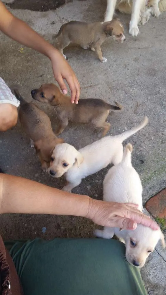 Cachorro ra a Mista idade Abaixo de 2 meses nome Não tem no me ainda