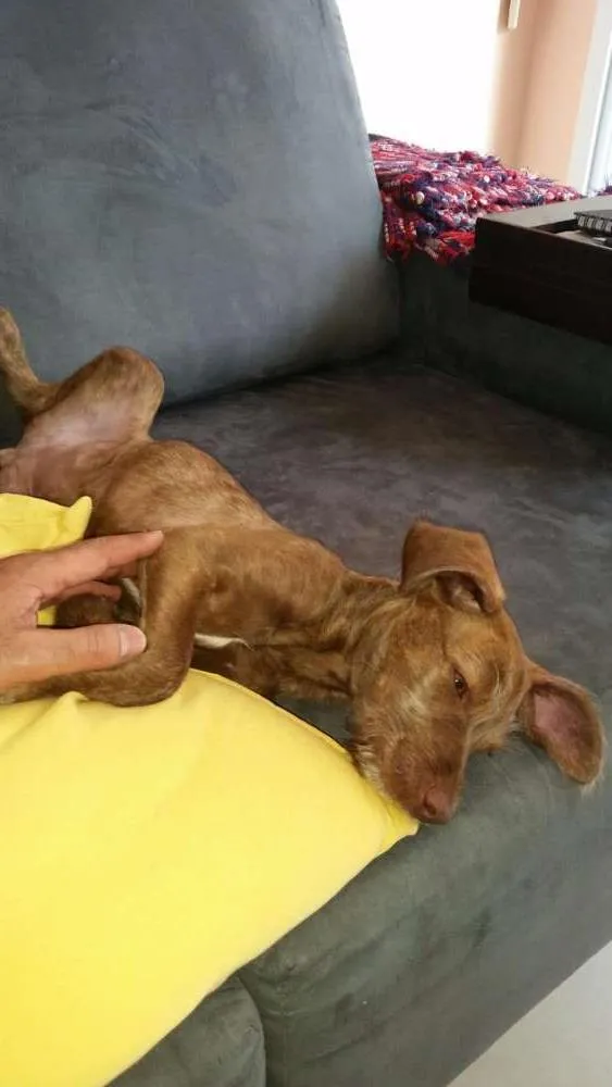 Cachorro ra a Srd idade 2 a 6 meses nome Mel