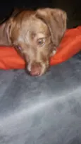 Mel