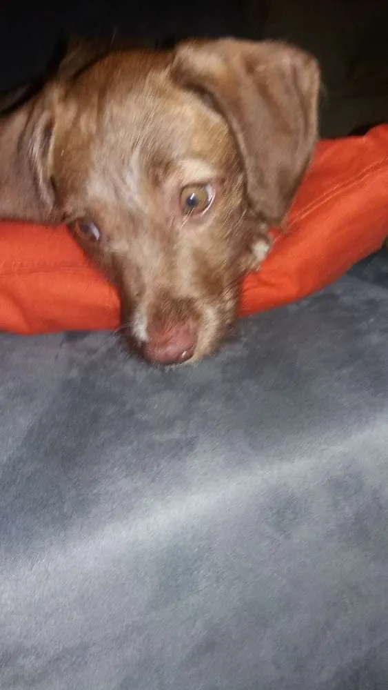 Cachorro ra a Srd idade 2 a 6 meses nome Mel