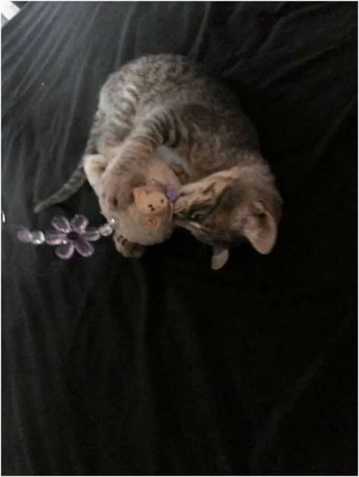 Gato ra a  idade 2 a 6 meses nome Mel