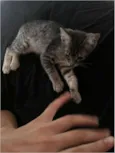 Mel
