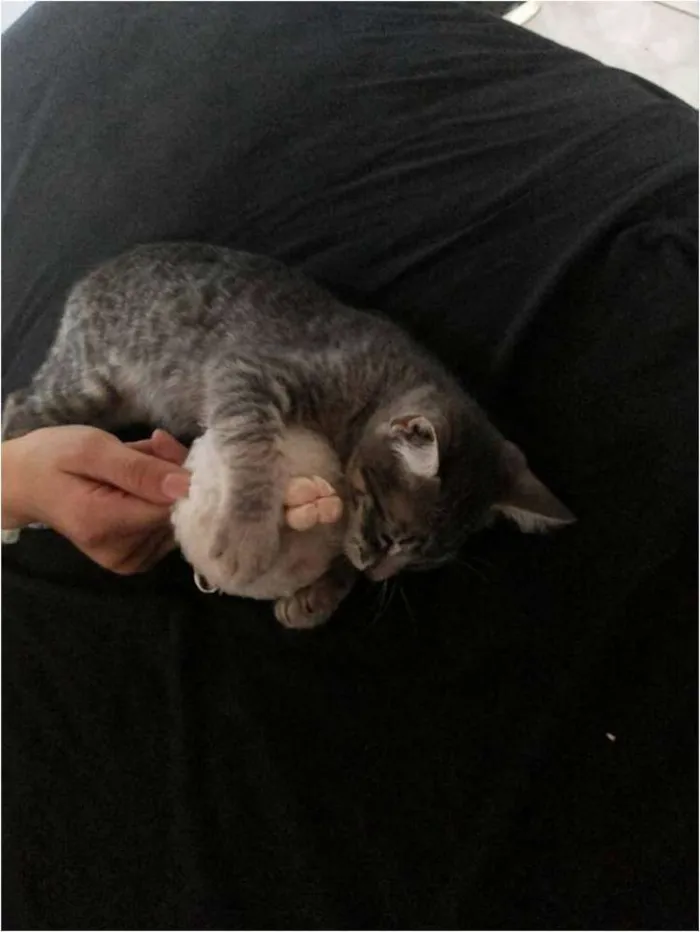 Gato ra a  idade 2 a 6 meses nome Mel