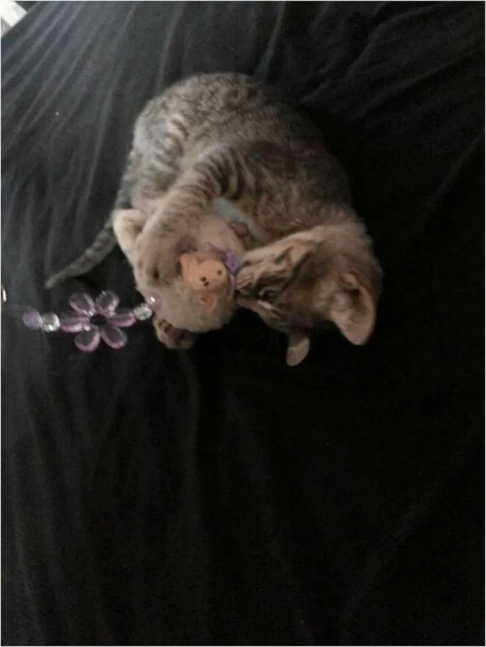 Gato ra a  idade 2 a 6 meses nome Mel