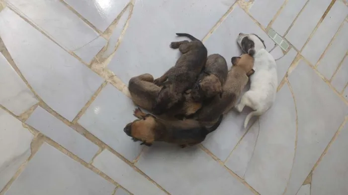 Cachorro raça Vira lata idade Abaixo de 2 meses nome Jujuba