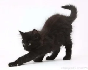 Gato raça  idade 2 a 6 meses nome Pretim