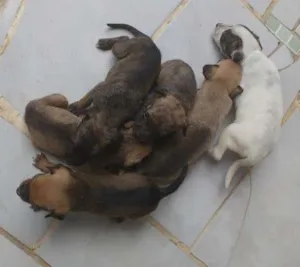 Cachorro raça Vira lata idade Abaixo de 2 meses nome Jujuba