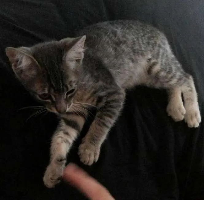 Gato ra a  idade 2 a 6 meses nome Mel