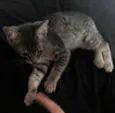 Mel