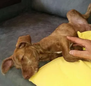 Cachorro raça Srd idade 2 a 6 meses nome Mel