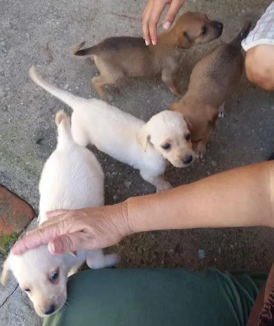 Cachorro ra a Mista idade Abaixo de 2 meses nome Não tem no me ainda