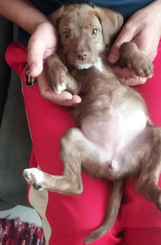 Cachorro ra a Srd idade 2 a 6 meses nome Mel