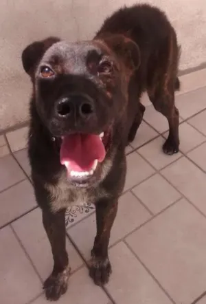Cachorro raça srd idade 7 a 11 meses nome spock