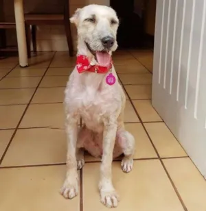 Cachorro raça SRD idade 2 anos nome Katita