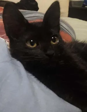 Gato raça SRD idade 2 a 6 meses nome Felicia