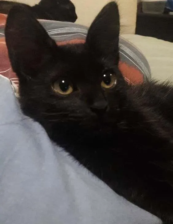 Gato ra a SRD idade 2 a 6 meses nome Felicia