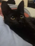 Felicia