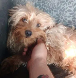 Cachorro raça YORKSHIRE  idade 1 ano nome NINO GRATIFICA