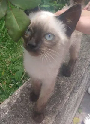 Gato raça  idade Abaixo de 2 meses nome Cat