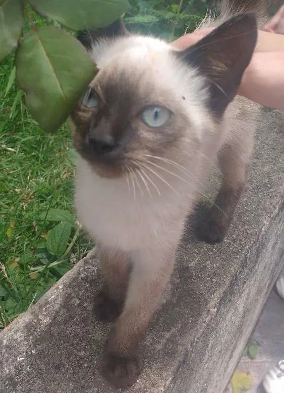 Gato ra a  idade Abaixo de 2 meses nome Cat