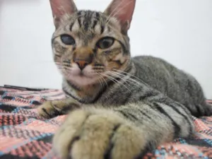 Gato raça Não sei  idade 7 a 11 meses nome Muffim