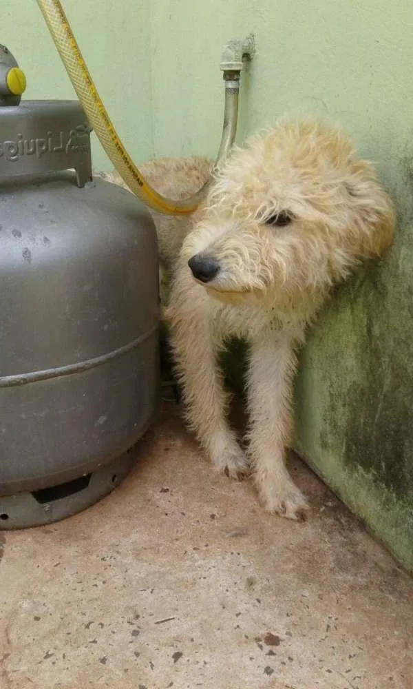 Cachorro ra a SRD idade 3 anos nome princesa e ambrosinh