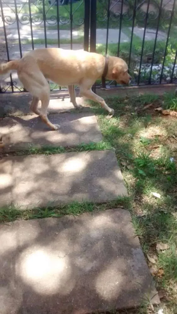 Cachorro ra a Labrador e Mestiço idade 2 anos nome Thor e Jonas