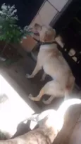 Thor e Jonas