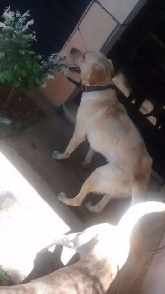 Cachorro ra a Labrador e Mestiço idade 2 anos nome Thor e Jonas