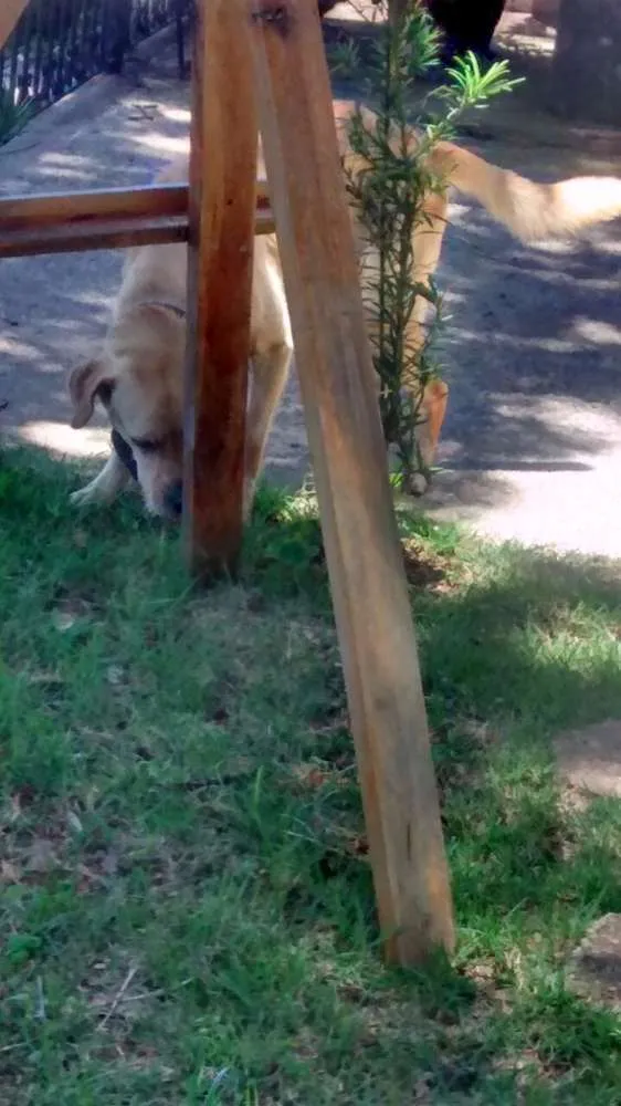 Cachorro ra a Labrador e Mestiço idade 2 anos nome Thor e Jonas