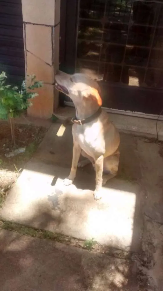 Cachorro ra a Labrador e Mestiço idade 2 anos nome Thor e Jonas