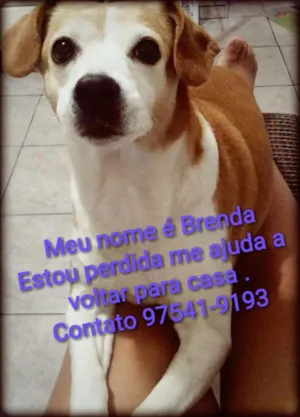 Cachorro raça Sem raça definida idade  nome Brenda  GRATIFICA