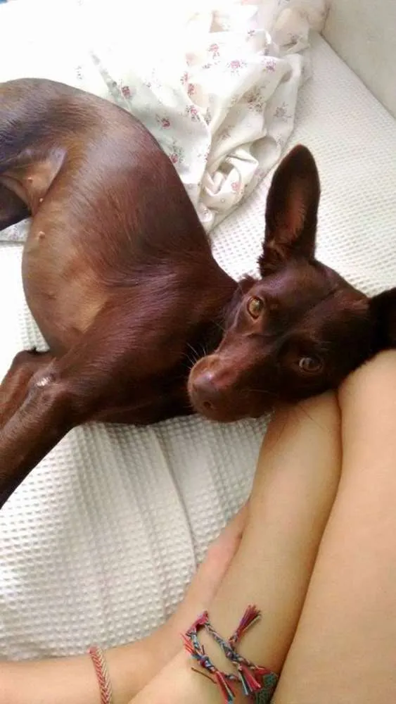 Cachorro ra a SRD idade 2 anos nome Sofia