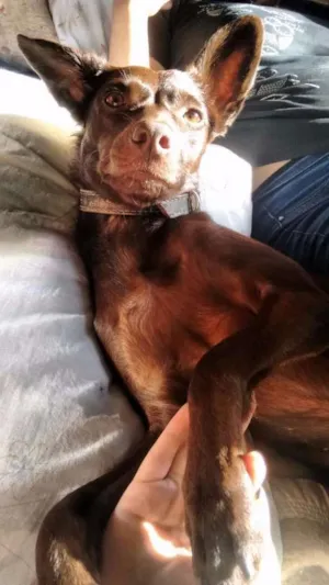 Cachorro raça SRD idade 2 anos nome Sofia