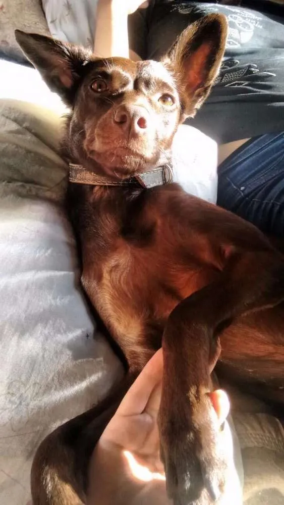 Cachorro ra a SRD idade 2 anos nome Sofia