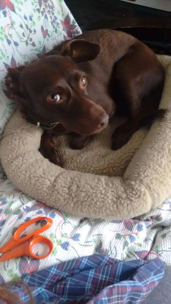 Cachorro ra a SRD idade 2 anos nome Sofia