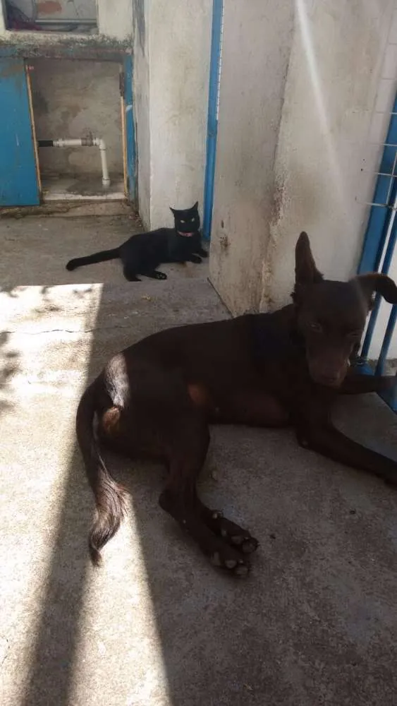 Cachorro ra a SRD idade 2 anos nome Sofia