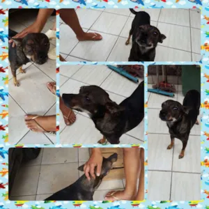 Cachorro raça Sem raça idade 5 anos nome Alvin