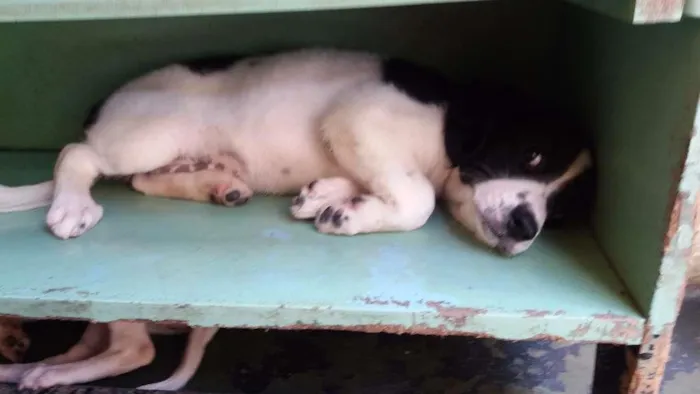 Cachorro ra a mista idade 2 a 6 meses nome pequenos