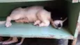pequenos