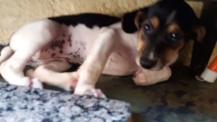 Cachorro ra a mista idade 2 a 6 meses nome pequenos