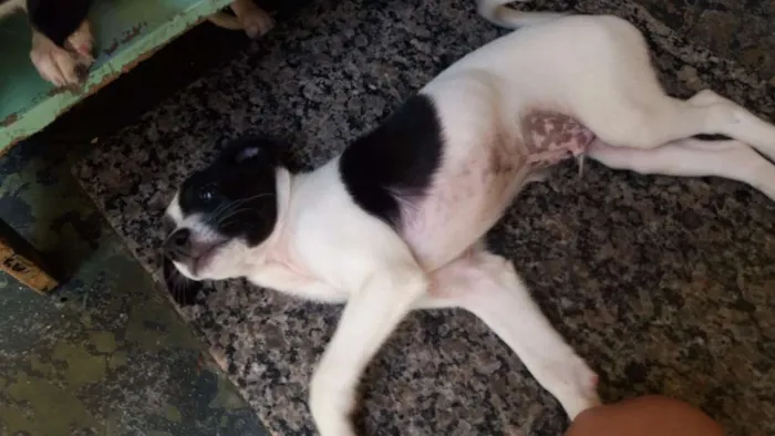 Cachorro ra a mista idade 2 a 6 meses nome pequenos