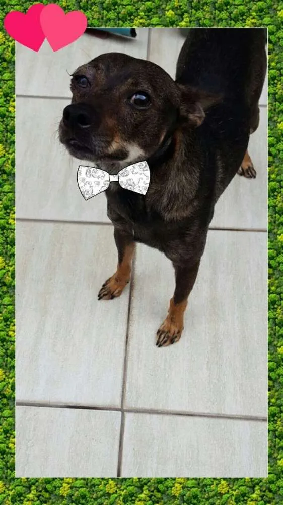 Cachorro raça Sem raça idade 5 anos nome Alvin
