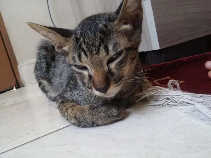 Gato ra a Normal idade 2 a 6 meses nome Bigode
