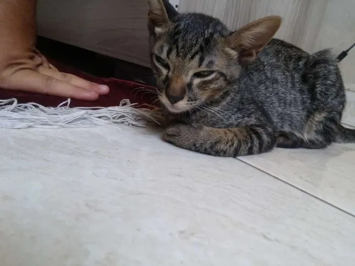 Gato ra a Normal idade 2 a 6 meses nome Bigode