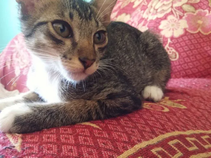 Gato ra a Normal idade 2 a 6 meses nome Branquinha