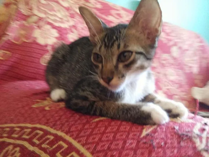 Gato ra a Normal idade 2 a 6 meses nome Branquinha