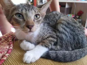 Gato raça Normal idade 2 a 6 meses nome Princesa