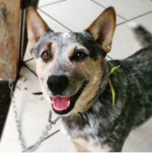 Cachorro raça Blue Heleer  idade 2 anos nome Rex